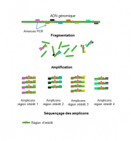 Fig1 : Séquençage après amplification PCR de fragments d’ADN d’intérêt