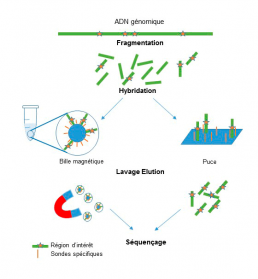 Fig2 : Séquençage après enrichissement de fragments d’ADN d’intérêt