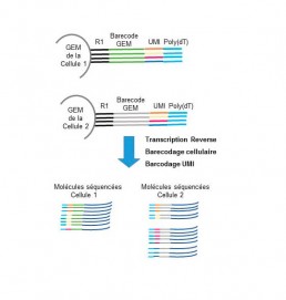 Fig2. Barecodage cellulaire et moléculaire (UMI) des ARN polyA et comptage des molécules cDNA séquencées.