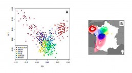 Regional differentiation allele frequencies