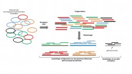 Fig1. Métagénomique shotgun