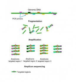 Fig1 : Sequencing by PCR amplification of DNA fragments of interest