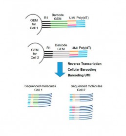 Fig2. Cellular and molecular barcoding (UMI) of polyA RNAs and counting of cDNA sequenced molecules